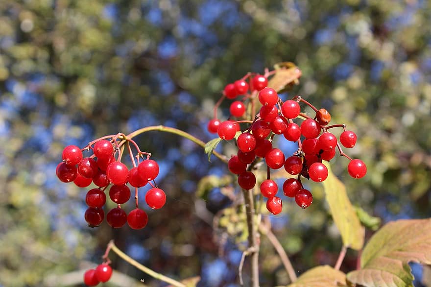 Viburnum, Bush, Autumn, Berries, Growth, fruit, freshness, leaf, branch, close-up, summer