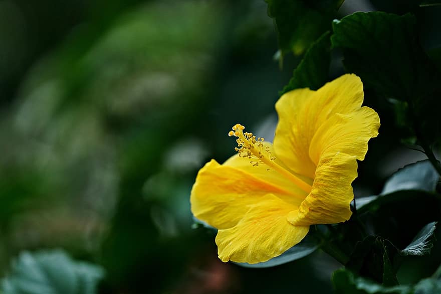 Hibiscus, dzeltens zieds, dzeltens hibisks, dārzs, flora, zieds, raksturs, tuvplāns, dzeltens, lapas, augu