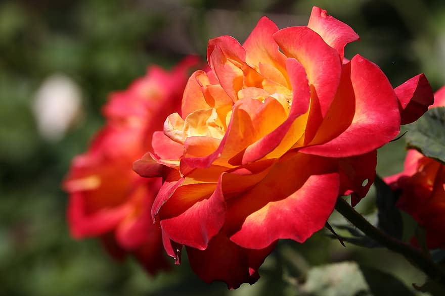 Две розы Алинка, цветущий, цветок, Флора, завод, лепестки, природа