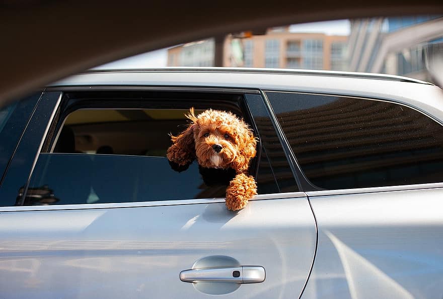 hund, hundehvalp, kæledyr, bil, land køretøj, transportmidler, nuttet, hunde, tæt på, leder, rejse