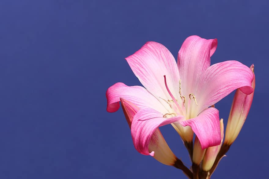 Jersey Lily, bunga merah muda, bunga, putik, kelopak, kelopak merah muda, berkembang, mekar, flora, pemeliharaan bunga, hortikultura