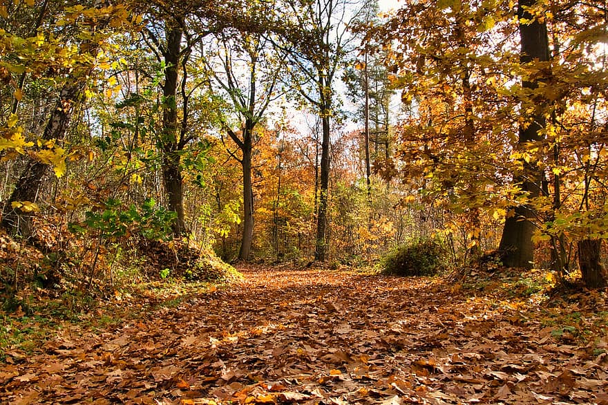 skog, natur, höst, säsong, falla, träd, väg, rekreation, blad, gul, oktober
