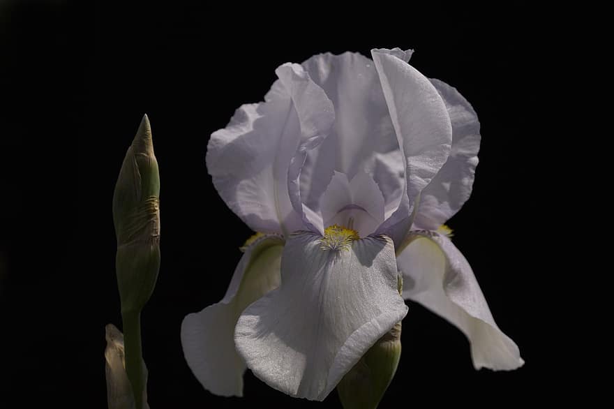 iris, vit blomma, blomma, kronblad, vita kronblad, svärdslilja, flora, växt, närbild, blomhuvud, blad