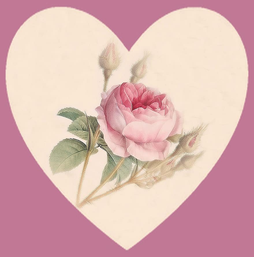 květ, růže, srdce, umění, design, tvar, okvětní lístky, výkres, skica, pupen, růžový