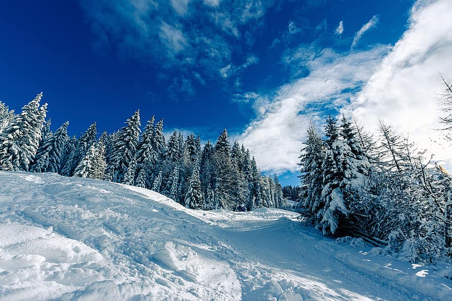 bjerge, træer, Skov, sne, is, Frosset, frost, vinterlige, wonderland, december
