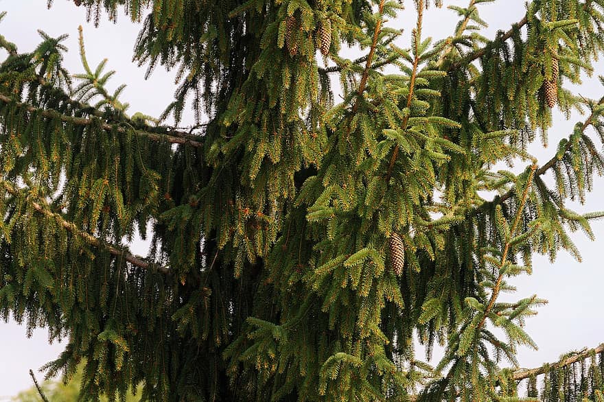 Tree, Fir Tree, Conifer, Branches, Pine Cones