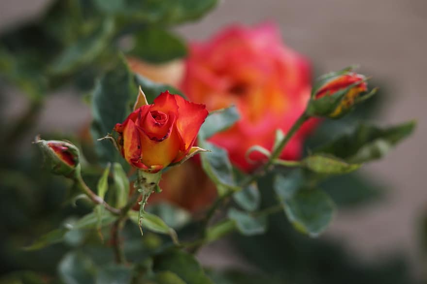 Rose, fiori, Alinka Rose, germoglio, fioritura, flora, pianta, petali, natura