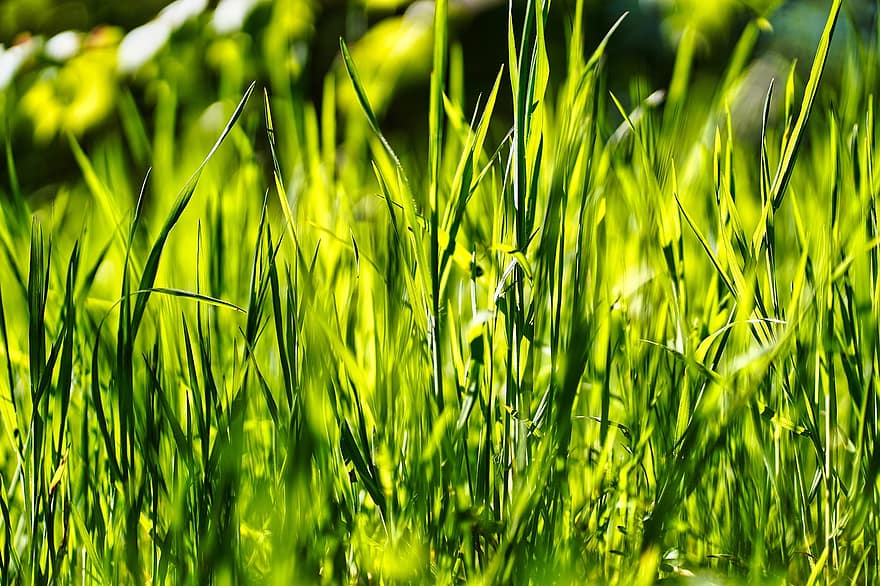 gras, weide, groen, hoog, groene kleur, zomer, fabriek, achtergronden, detailopname, versheid, groei