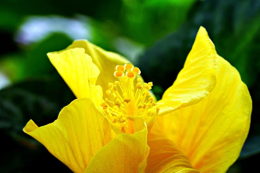 ハイビスカス、花、工場、黄色い花、花びら、咲く、フローラ、自然