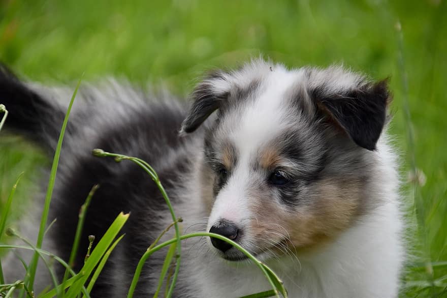 子犬、犬シェットランド・シープドッグ、シェットランドブルーメルル犬の品種、雄の子犬、牧羊犬、牧畜犬、動物