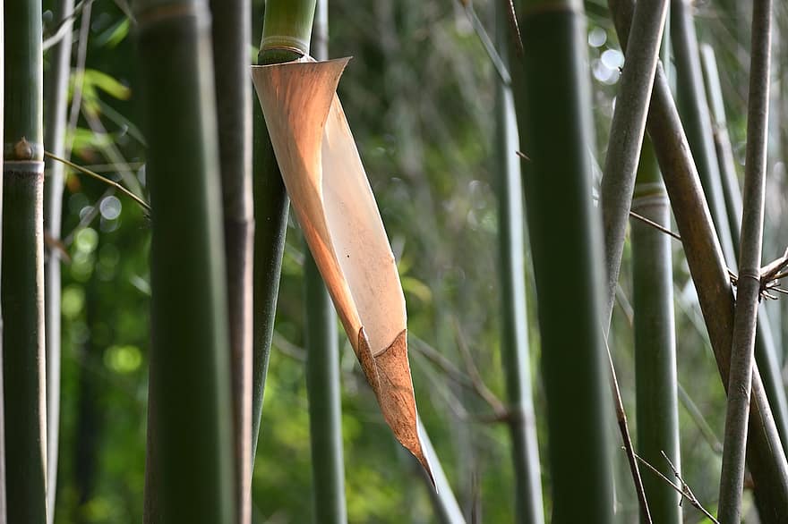 бамбук, ножны, хобот, природа, лес, трава, лист, крупный план, завод, ветка, зеленого цвета