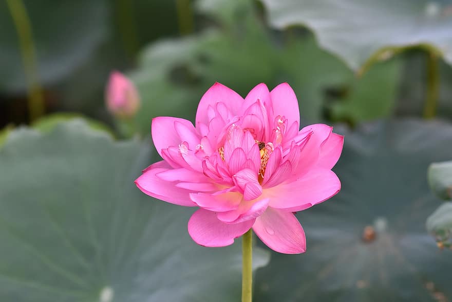 Plant, Flower, Lotus, Petals, Pink Flower, Water Lily, Bloom, Blossom, Flowering Plant, Aquatic Plant, Flora