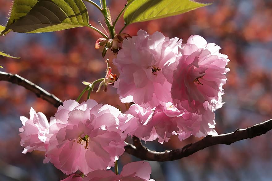 kersenbloesems, bloemen, de lente, roze bloemen, sakura, bloeien, bloesem, tak, boom, natuur