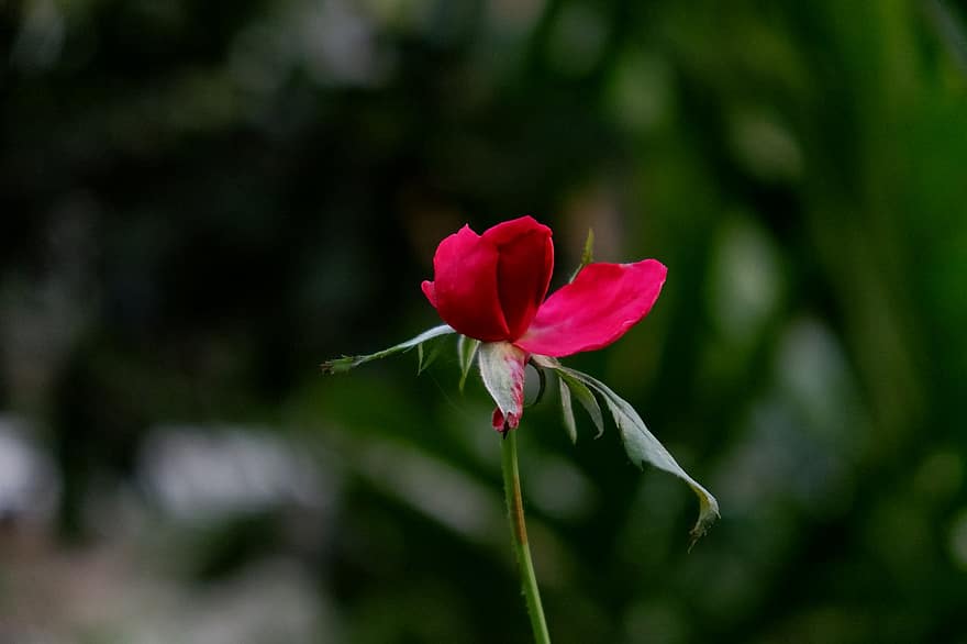 Rosa, flor, planta, pétalos, Rosa roja, floración, flora, naturaleza, primavera, de cerca, pétalo