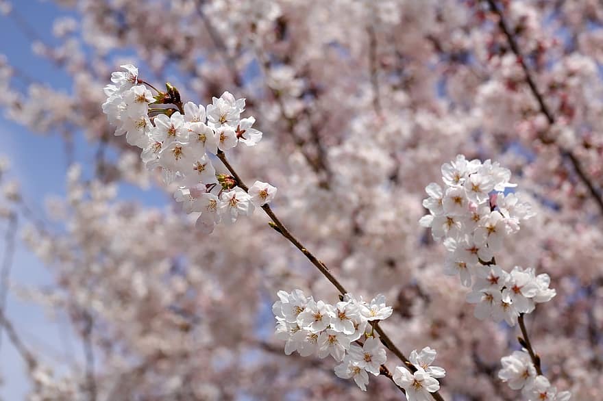 cseresznye virágok, Sakura, virágok, természet, bezár, tavaszi, tavasz, ág, virág, virágzik, fa