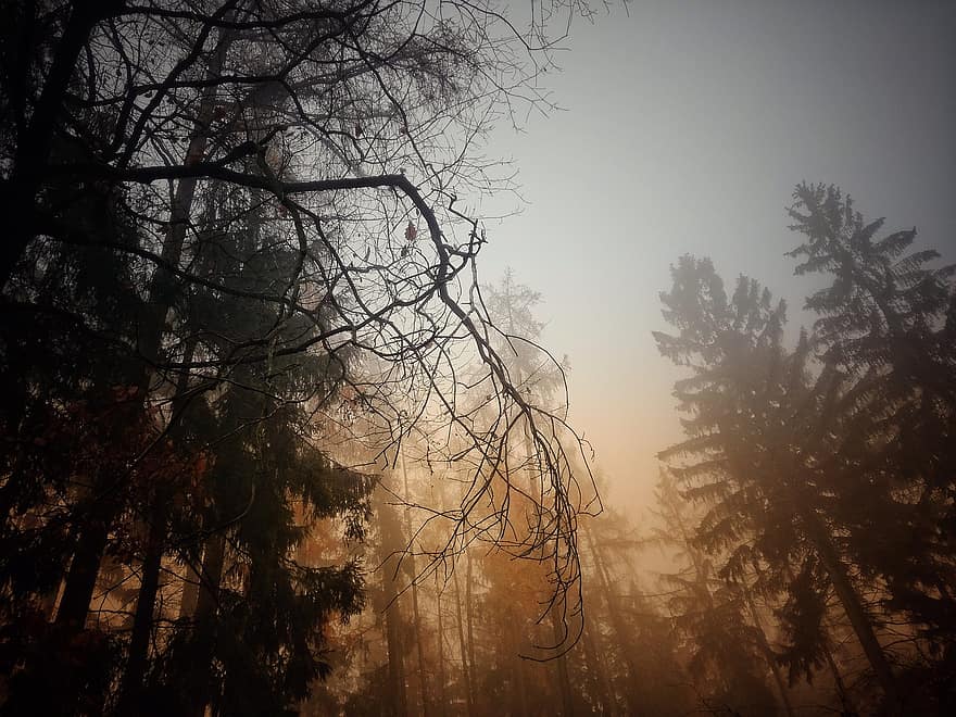 las, mgła, drzewa, Las, lasy, gałęzie, mglisty, zamglenie, poranna mgła, iglaste, runo