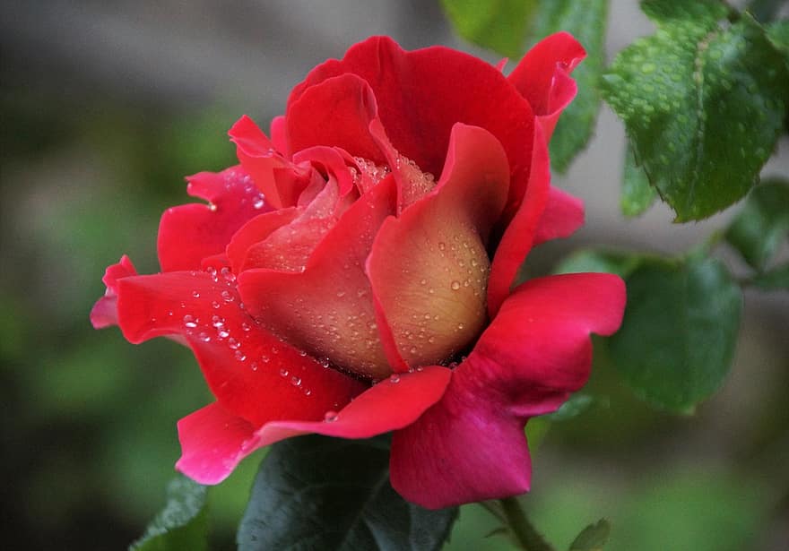 Rose, fleur, épanouissement, rouge, rose, pluie, gouttes, eau, jardin, plein