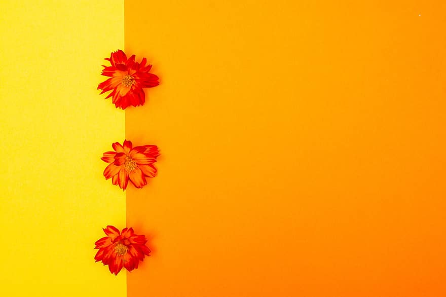 Background, Flowers, Border, Decoration, Cosmos, Bloom, Colorful, Decor, Decorative, Flat Lay, yellow