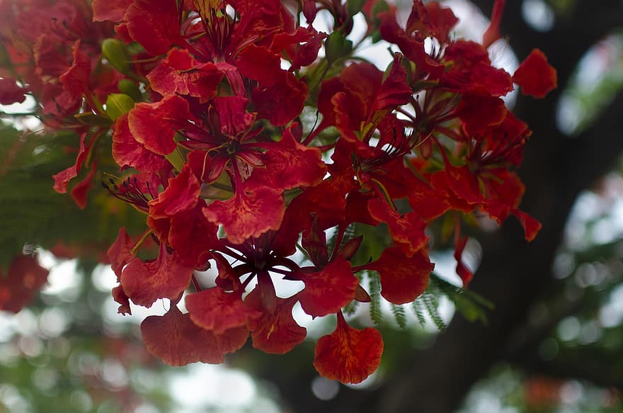 Koninklijke Poinciana's, bloemen, Flamboyanten, bloemblaadjes, rode bloemblaadjes, bloeien, bloesem, flora, natuur