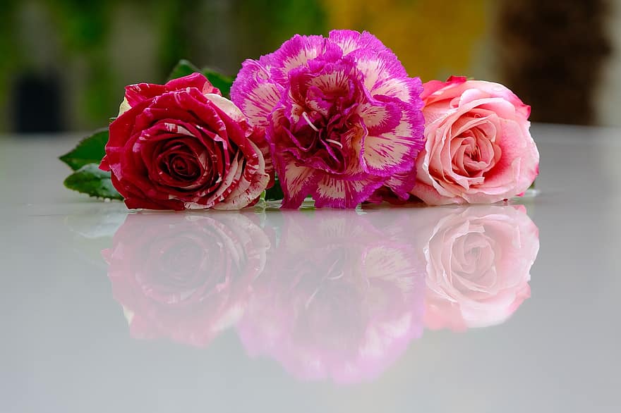 kukka, ruusu-, terälehdet, rakkaus, kauneus, ruusut, pinkki, romanttinen, heijastus