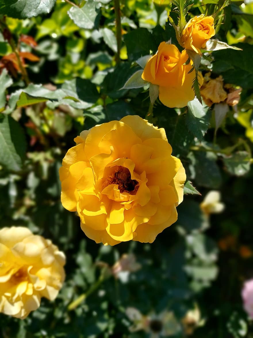 Roses, Bee, Pollination, Plant, Flowers, Petals, Yellow Roses, Yellow Flowers, Pollinate, Yellow Petals, Bloom