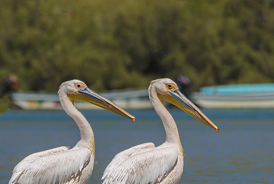 pelicanos, passarinhos, animais, aviária, ornitologia, fauna, mar