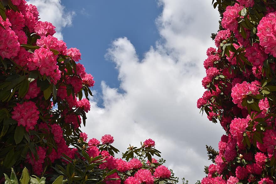 Rhododendron, flori, primăvară, sezonier, a inflori, inflori, cer albastru, vară, floare, plantă, frunze