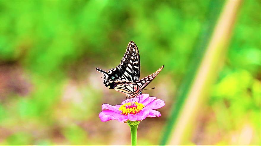 drugelis, gėlė, gėlės, pobūdį, vasara, sparnas, sodas, antena