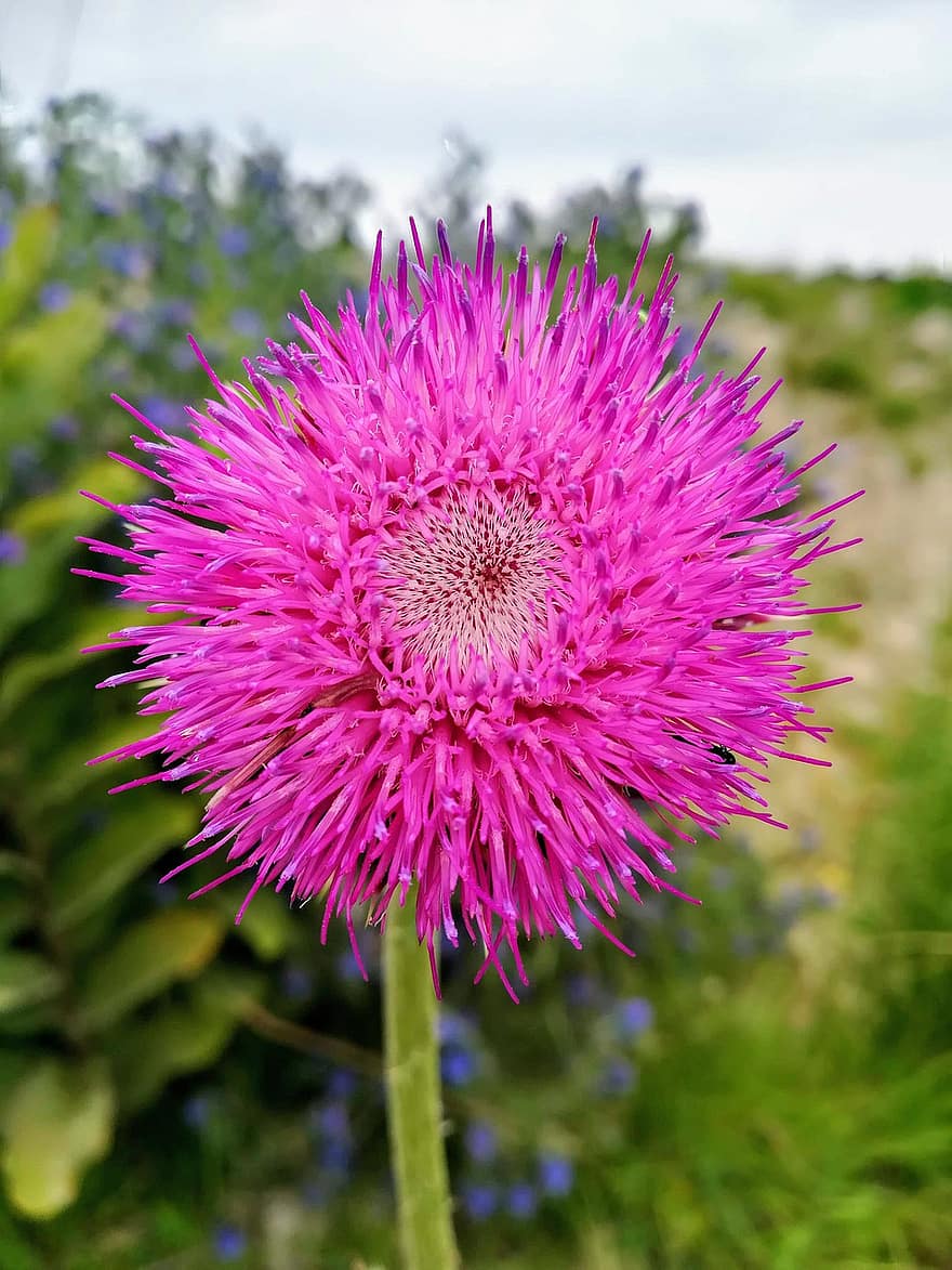 Melancholy Thistle, Flower, Plant, Bloom, Blossom, Garden, Meadow, Nature, Summer, Closeup, Thistle