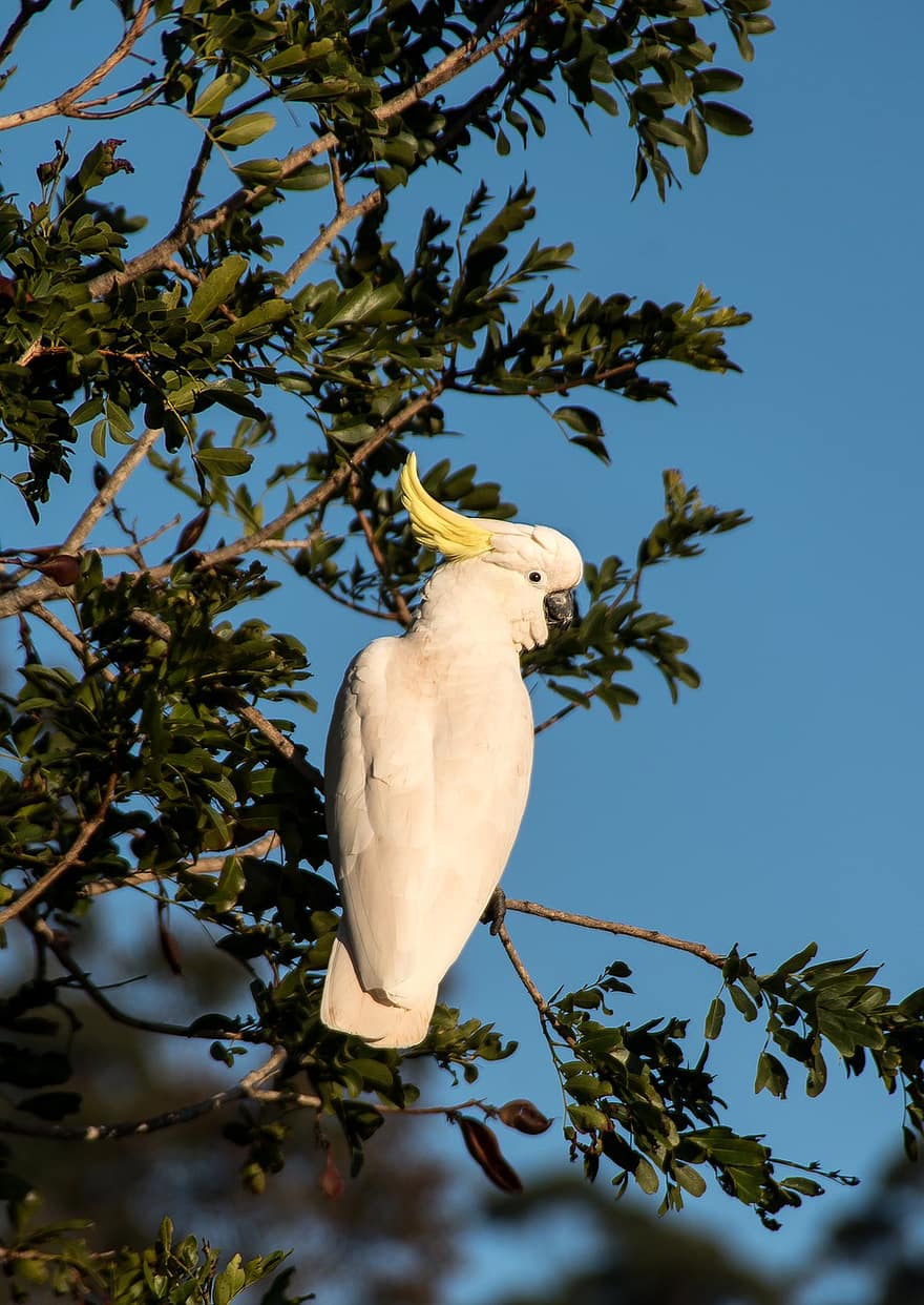 chim chào mào lưu huỳnh, cockatoo, chim, vẹt trắng, chim trắng, Cockatoo lớn, thú vật, avian, cacatua galerita