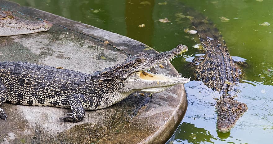 крокодил, алігатор, небезпека, річка, дикий, дикої природи, природи, плазун, тварини в дикій природі, води, болото