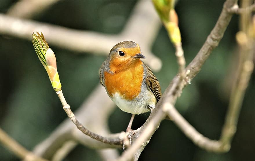Bird, Robin Redbreast, Robin, Beak, Feathers, Ornithology, Wildlife, Avian, Fauna, Close Up, Perched