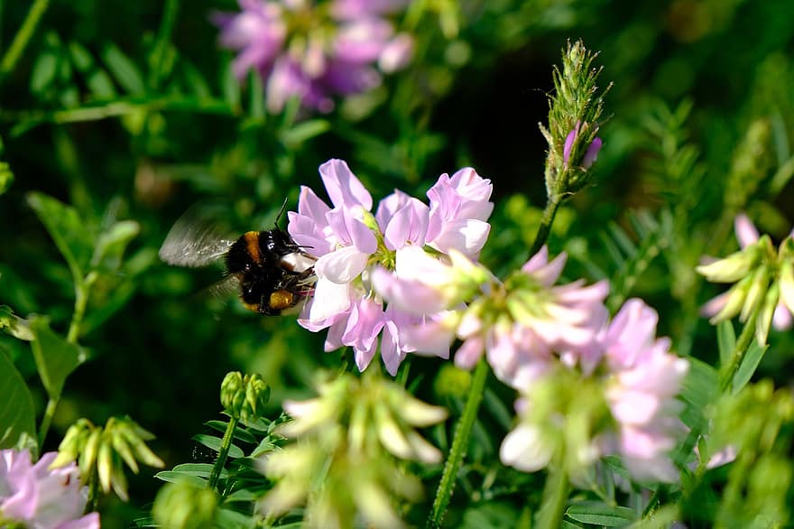 말벌, 꽃, 수분, 핑크 꽃, 플로라, 동물 상, 야생화, 자연, 벌, 화분, 곤충