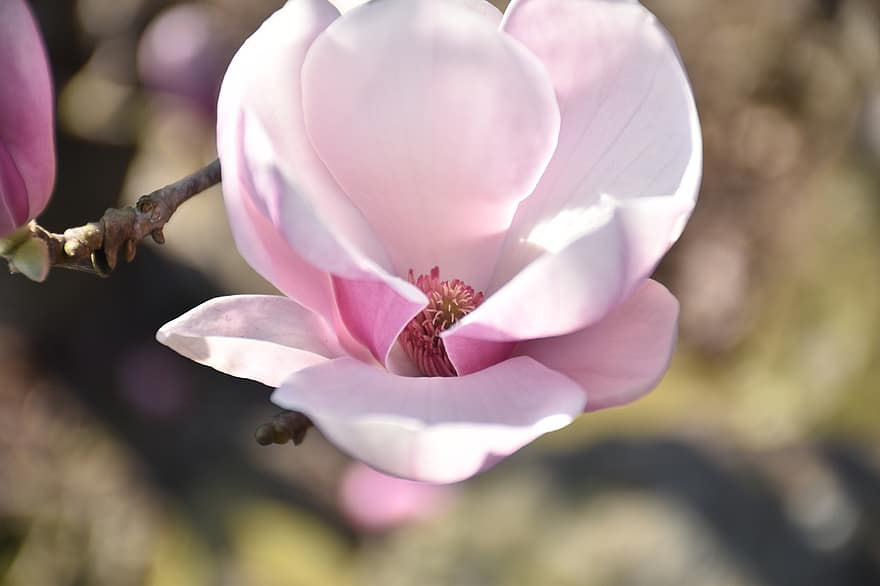 jižní magnólie, květ, rostlina, okvětní lístky, Loblolly Magnolia, zahrada, Příroda, detailní