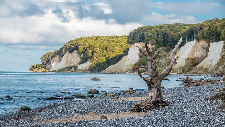 Trees, Beach, Rocks, Shore, Coast, Baltic Sea, Ruegen Island, Autumn, Forest, Nature, Landscape