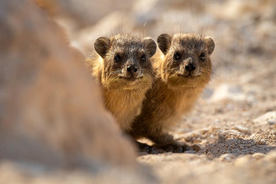 Animal, Hyrax, Mammal, Fauna, Species, cute, animals in the wild, small, looking, young animal, fur