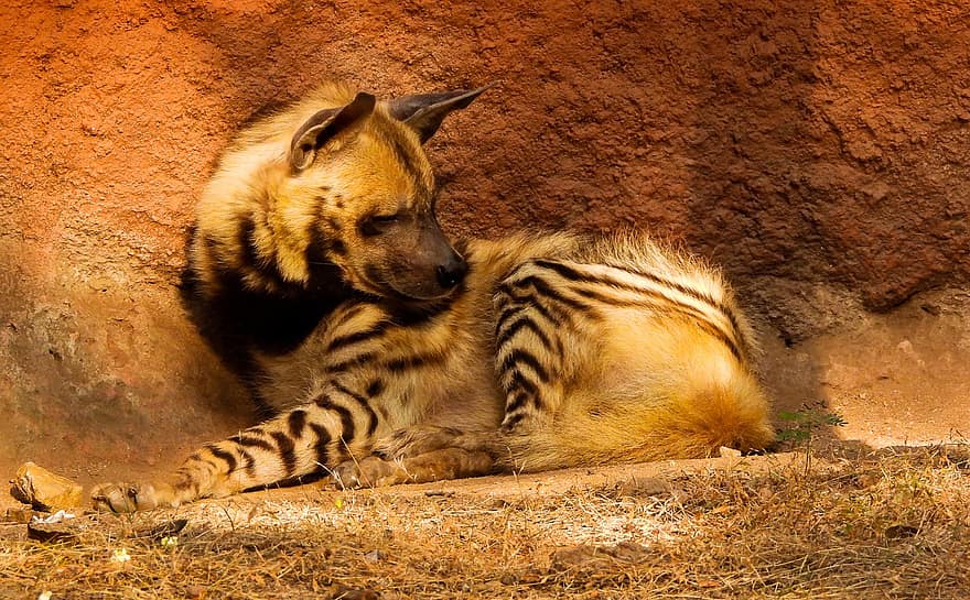 hiena, animal, mamífer, carnívor, depredador, vida salvatge, zoo, Parc zoològic de Nehru
