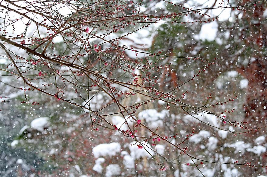 fleurs de prunier, branche, neige, hiver, chute de neige, brindilles, abricot, la glace, du froid, fleurs, Japon