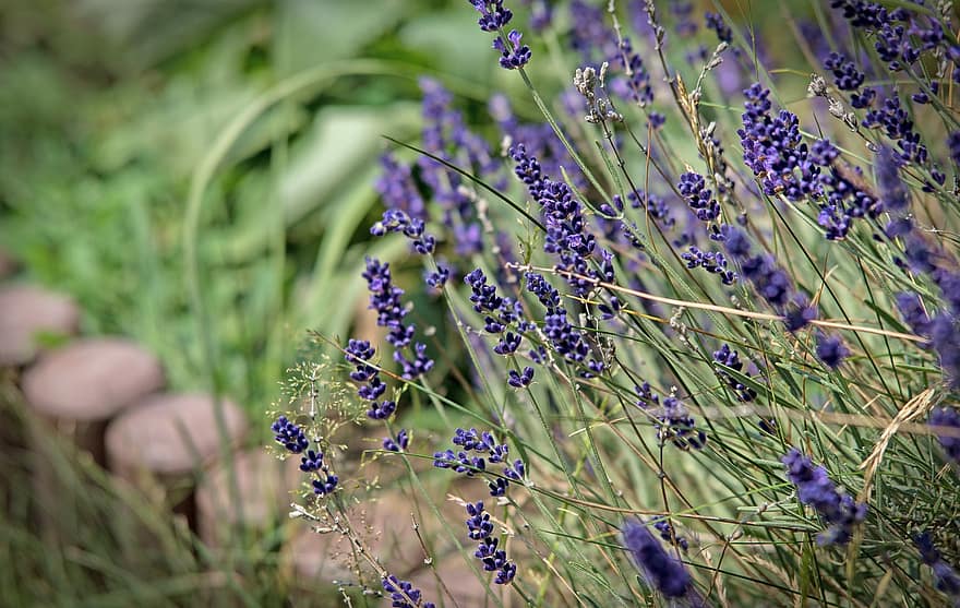 lavender, menanam, alam, musim panas, ungu, violet, taman, keharuman, provence, bunga-bunga, Perancis