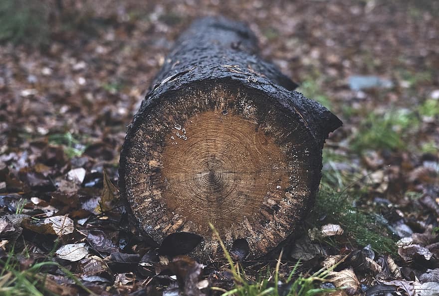 log, drewno, las, graty, drzewny, drzewo, mokro