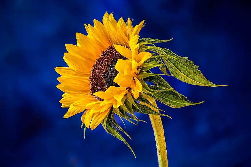 Sunflower, Yellow Flower