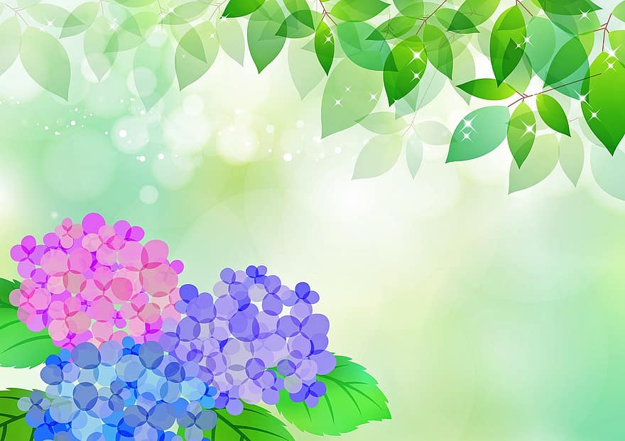 flors d'hortensia, cel, paisatge, temporada de pluges, Kawaii japonès, ortensia, naturalesa, flors, blau, estiu, núvols
