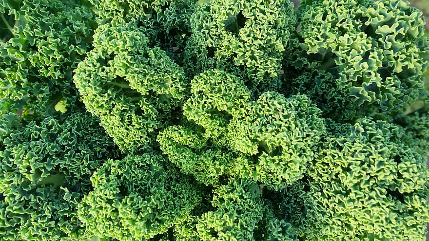 Vegetables, Kale, Healthy, Leaves
