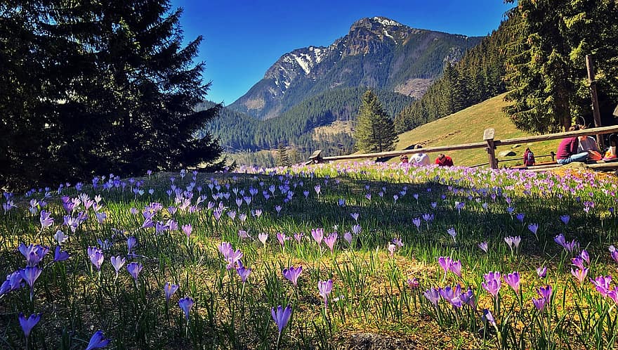 núi, cánh đồng, những bông hoa, công viên, khách du lịch, crocus, đồng cỏ, cây, mùa xuân, phong cảnh, dãy núi