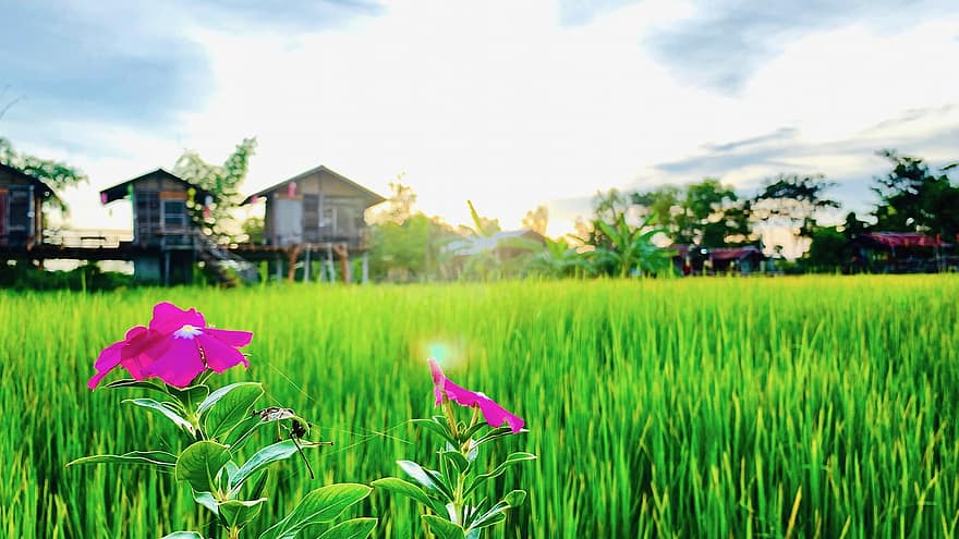 मैदान, चावल के खेत, फूल, प्रकृति, वनस्पति