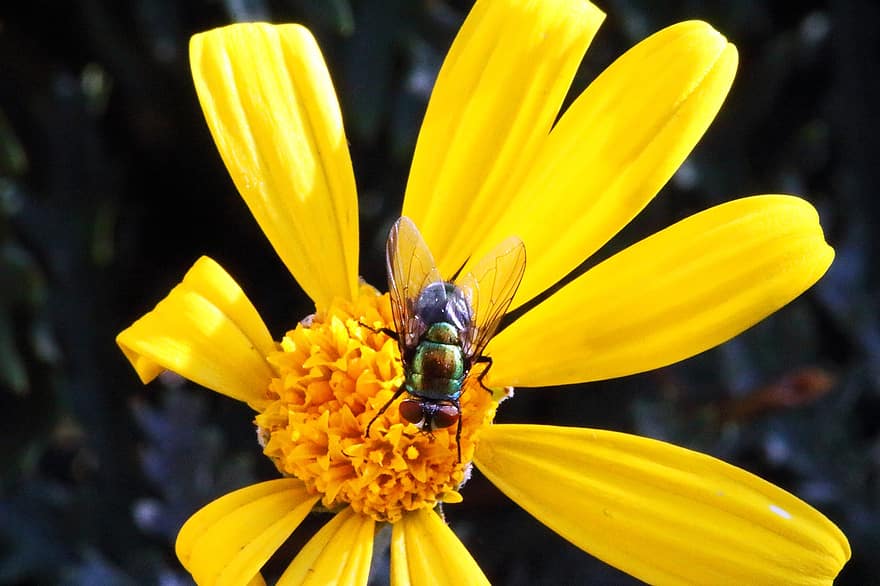volare, insetto, animale, insetto alato, natura, giardino, entomologia, macro, avvicinamento, fiore, margherita gialla