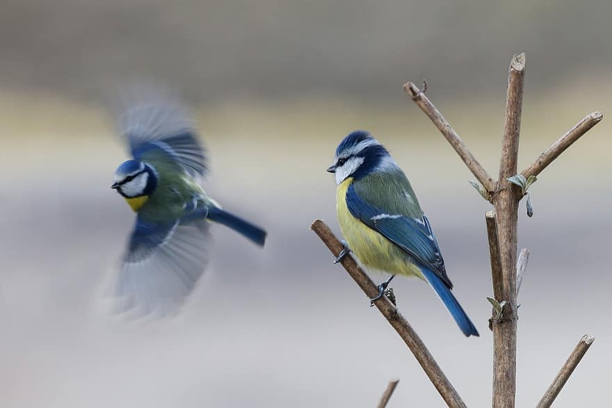 tetas azules, aves, animales, vuelo, posado, tetas, plumas, plumaje, pico, cuenta, observación de aves