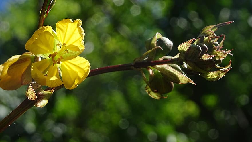 gule blomster, Krydderurt, natur, have