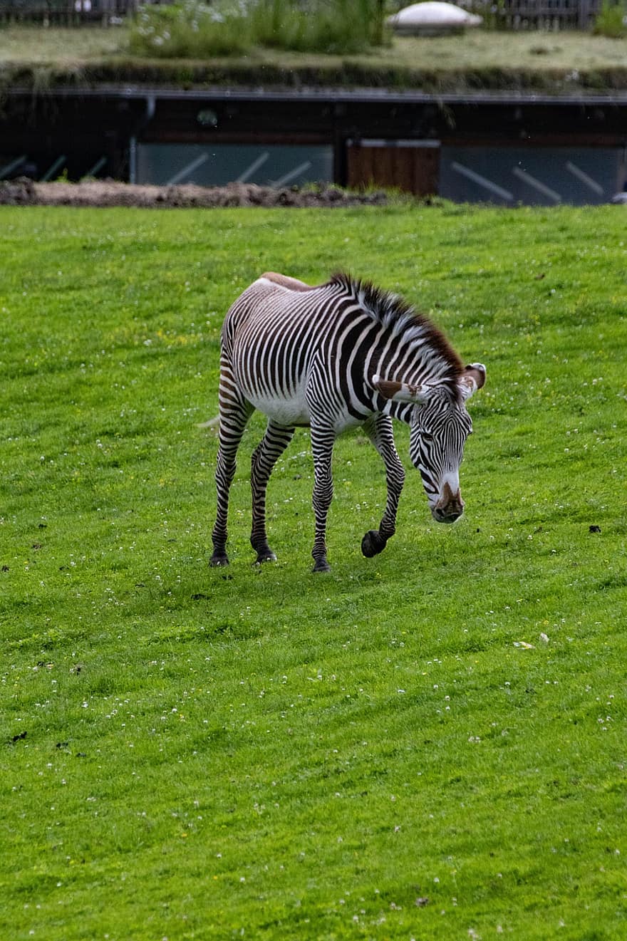 zebra, dierentuin, dier