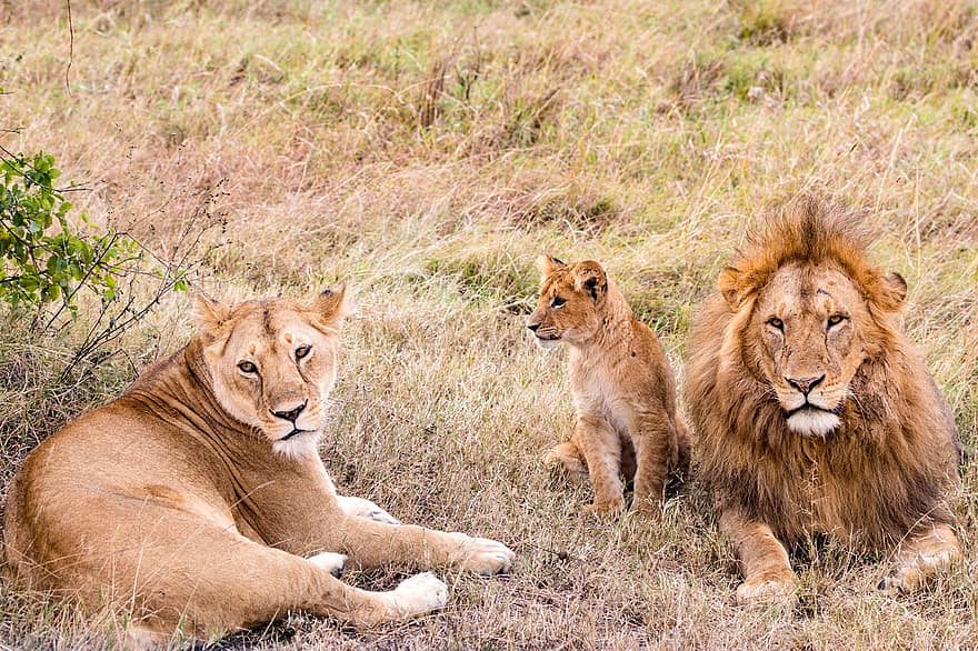 ライオンズ、雌ライオン、サファリ、カブ、ベイビーライオン、動物たち、ほ乳類、大きな猫、肉食動物、捕食者、家族